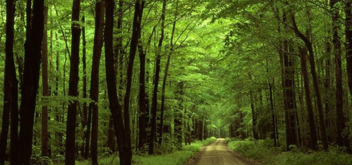 Grassy road